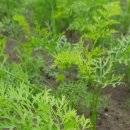 돌담 너머 하늘 이미지