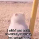 meow meow 이미지