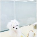 애견천사들 이미지