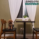 하늘빛 펜션 | [애견동반펜션] 춘천 강촌 :: 하늘빛관광농원 2박3일 후기