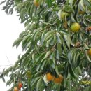 산막골 농장 이미지