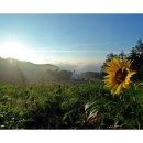 꽃이있는풍경 이미지