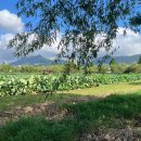 삼락생태공원 이미지