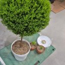 부여군산림조합 임산물유통센터 | [천안시산림조합]천안시 무료 분갈이 서비스 이용 후기