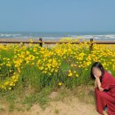 미콩커피안면도점 | 태안 가볼만한곳 :: 신두리해안사구 / 밧개해수욕장 / 안면가 / 미콩커피 / 안면암 부교