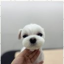 루원시티독 이미지