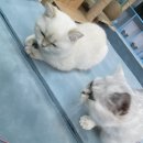 놀면묘하냥 고양이카페 이미지