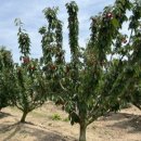 진도체리원 이미지