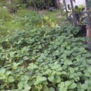 민수농장 이미지