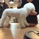 미라클 그루밍 이미지