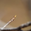 미국풍나무 '바라에가타' Liquidambar styraciflua 'Variegata' 겨울눈 이미지