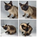 김천소방서(지례119안전센터) | 25. 04. 07 유기동물 등록현황(공고 203마리, 보호중 9마리)