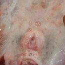 흑산도홍어 - 신안군 진마을길 32-5 | 흑산도홍어