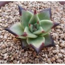 원종방앗간 이미지