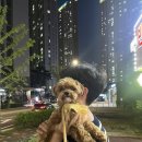 몽쉘댕댕 이미지