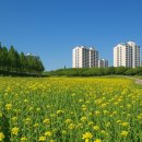 덕양6구마을회관 | 경기도 유채꽃 명소 6선, 서울근교 봄나들이