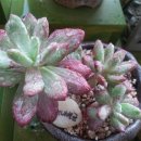 미니벨금 이미지