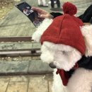 인생멍컷 이미지