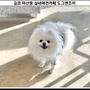 도그 앤 조이 이미지