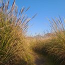 하단동1209 | 단풍의 계절 가을, 11월 둘째주 주말 부산 을숙도공원 산책 후기