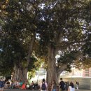 BUBBLE MAX | 🇪🇸8/31~9/3 유럽여행 13~16일차(알리칸테)