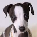 펫 갤러리아 이미지