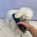 우리집 강아지 | &lt;코코그루밍&gt;우리집 강아지 첫미용후기:)!!