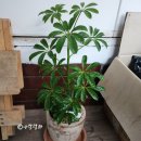 백설당구장 | 아랄랄라 일상 2023년 10월일상