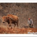 워낭소리 이미지