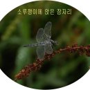 잠자리