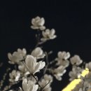 시립합창단 정기연주회 | 대구시립합창단 제178회 정기연주회, 봄의 그리움과 추억 🎶