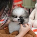 부산강아지분양 미유펫 | 부산강아지분양 미유펫 망설임없이