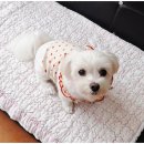 곁에 있을개 이미지