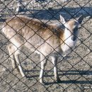 동해사슴목장 이미지