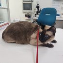 샘터동물병원 이미지