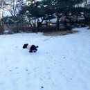 푸들민박 이미지