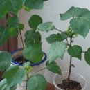 목화가든 이미지