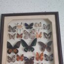 화진포 생태박물관 이미지