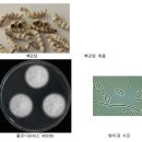 일반곰팡이11 백강균(Beauveria Bassiana)(검토용) 이미지