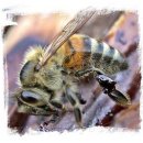 일벌의 일령과 하는 일The life and work of a worker bee 이미지