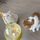 애니워크 | 애니마크 고양이 노즈워크볼 사용후기