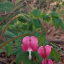 230407 금낭화_錦囊花_dicentra_bleeding heart 이미지