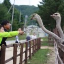 삼두목장 이미지