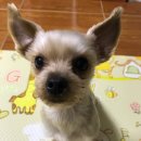 콩언니네