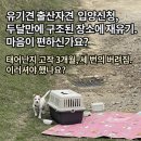 용인 고림동 코아루 유기견 재유기사건 이미지