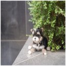 고려애견샵 이미지