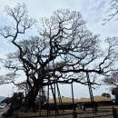 성읍리-25 이미지