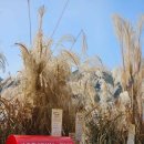 제27회 포천 산정호수 명성산 억새꽃 축제 이미지