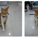 구로종합동물병원 이미지