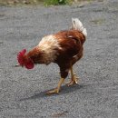 조삼만농장 이미지